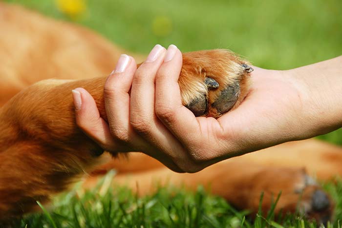 MetLife Pet Insurance Launches MyPets Rewards Program, Offering Support for Pets’ Health 