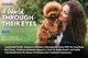 Loyalty360 Reads: American Airlines Celebrates 40 Years With the American Red Cross, PetSmart Releases Report in Time for Earth Month, and Dollar Tree Modernizes Its Stores To Enhance the Customer Exp